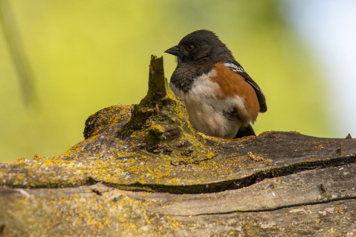 Spotted Towhee - ML248352111
