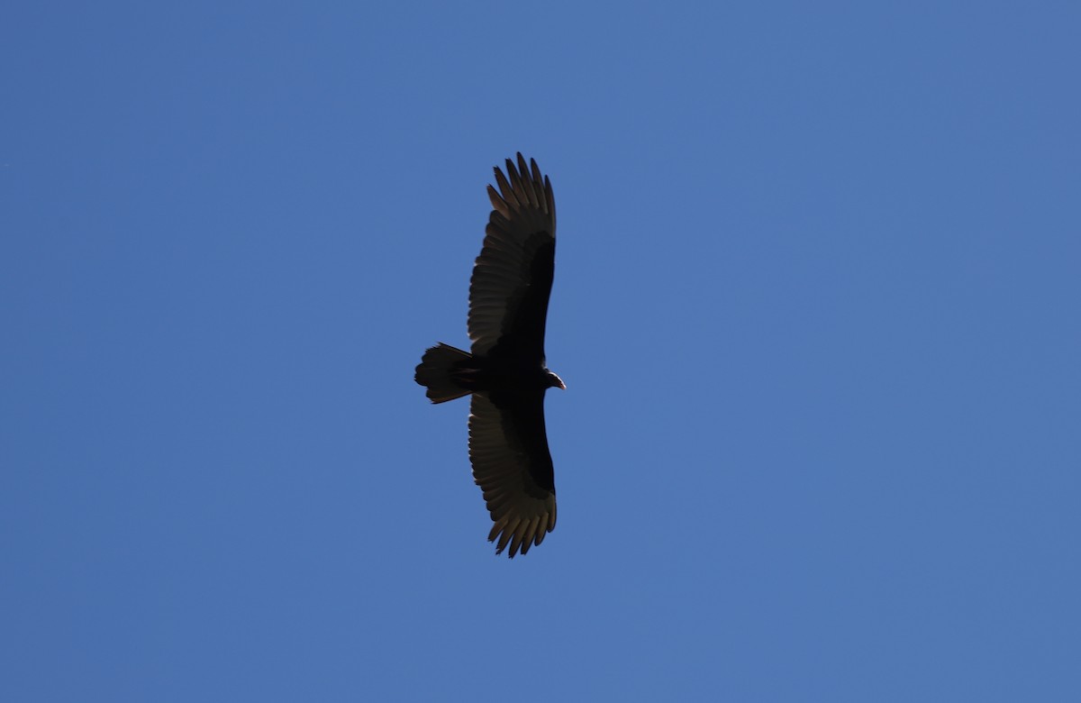 Turkey Vulture - ML248357571