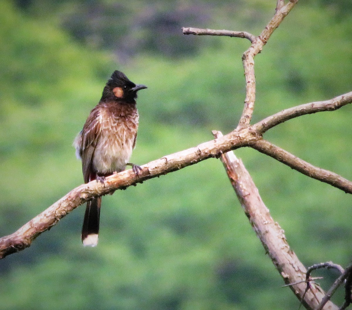 Red-vented Bulbul - ML248357761