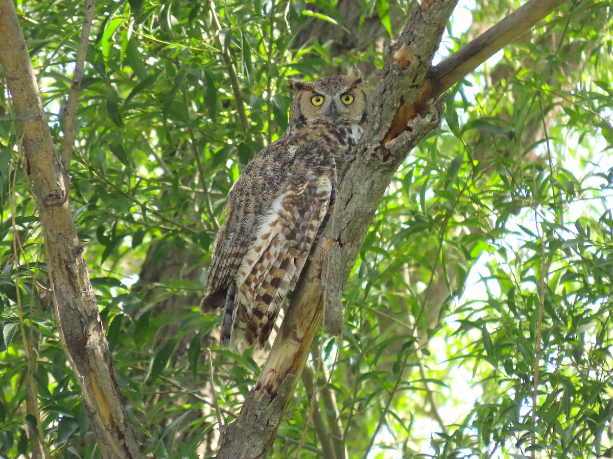 Great Horned Owl - ML248360011