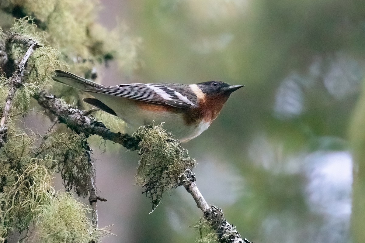 Bay-breasted Warbler - ML248361191