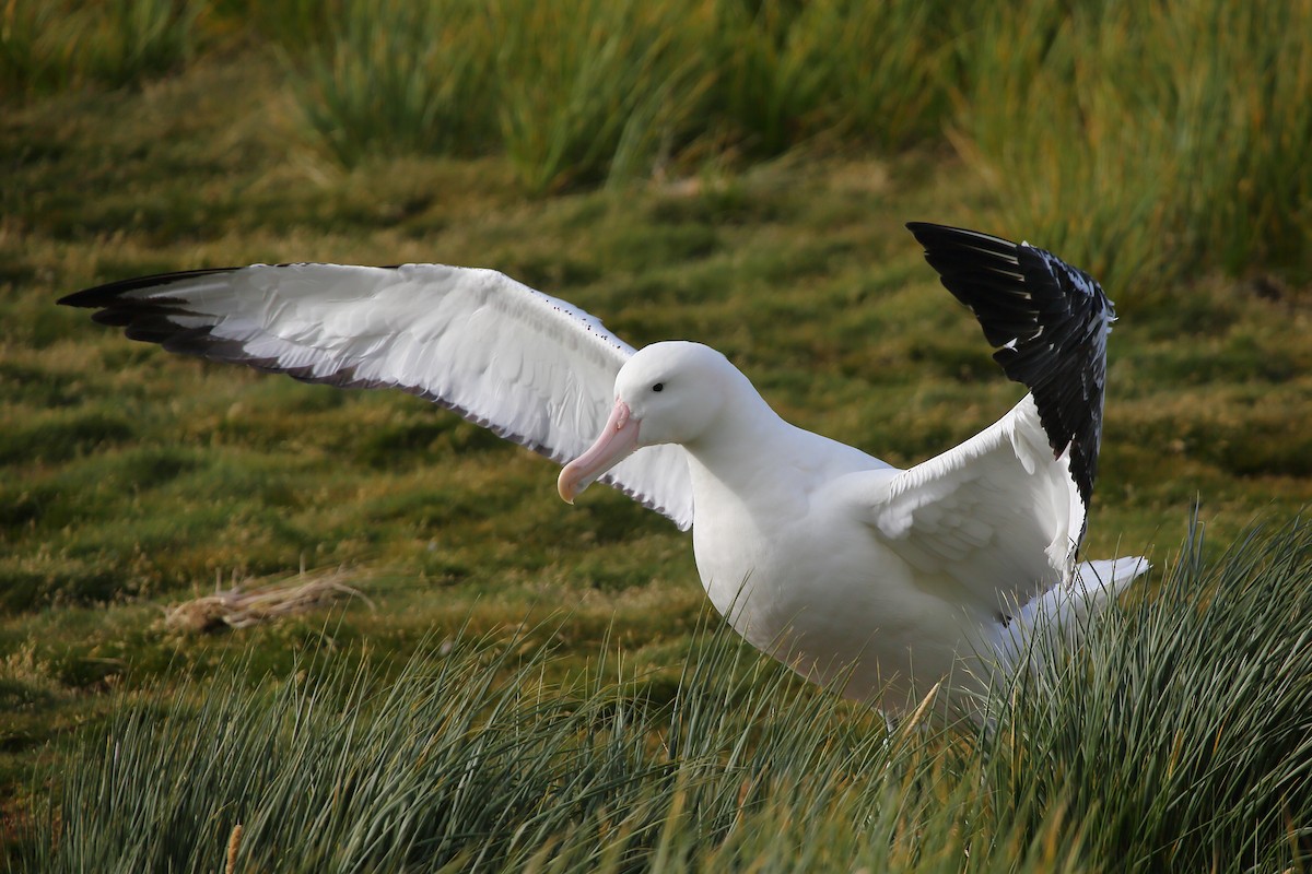 albatros stěhovavý - ML248366171