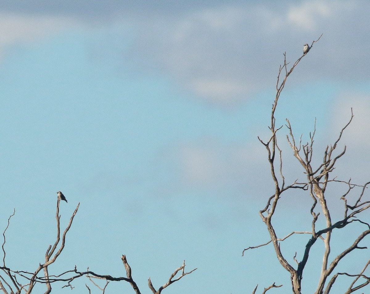 Black-faced Woodswallow - ML248379031
