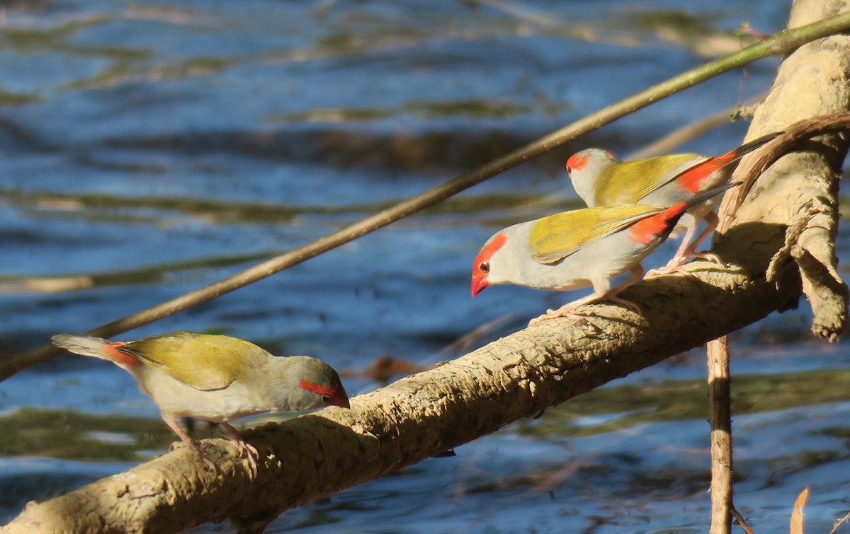 Red-browed Firetail - ML248379181