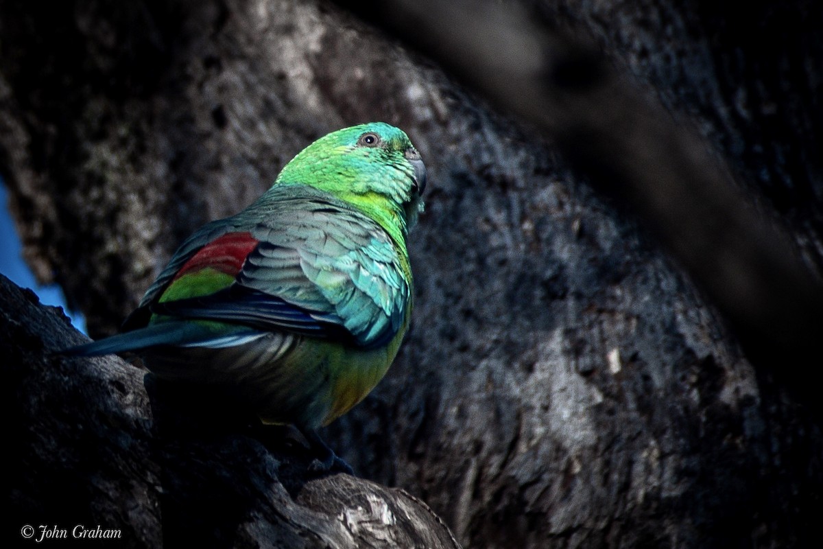 Red-rumped Parrot - ML248381411