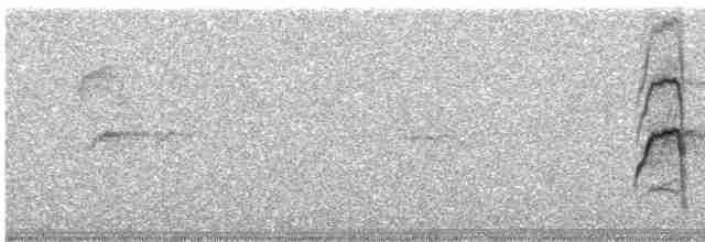 Chiguanco Thrush (anthracinus) - ML248382