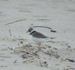 Semipalmated Plover - ML248382611