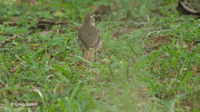 Brown Scrub-Robin - ML248382751