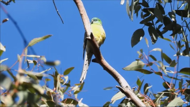 Red-rumped Parrot - ML248384741