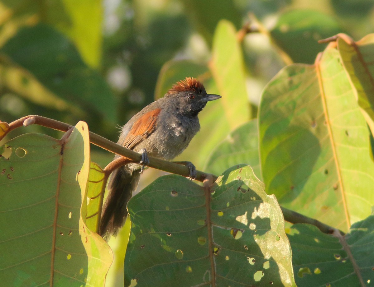 Cinereous-breasted Spinetail - ML248385551