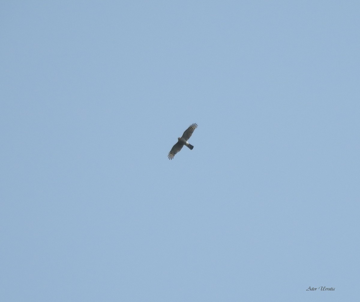 Eurasian Sparrowhawk - ML248386341