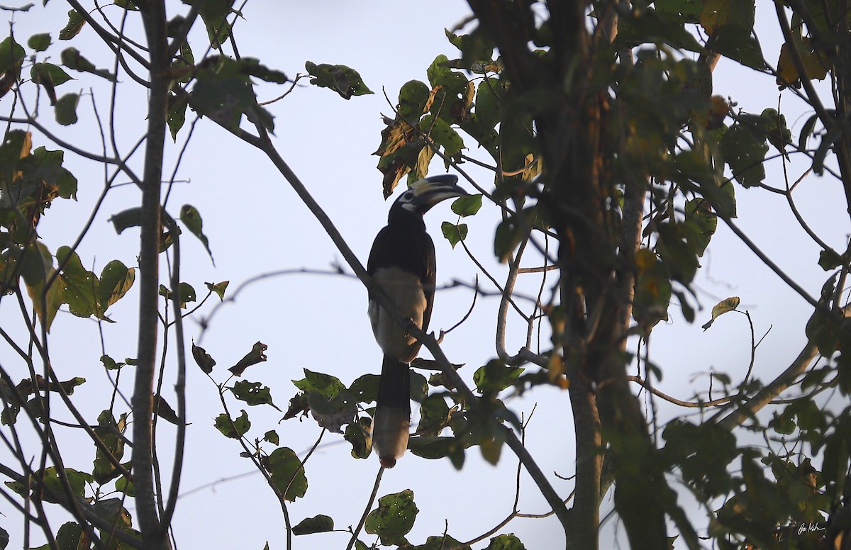 Great Hornbill - Are Nakrem
