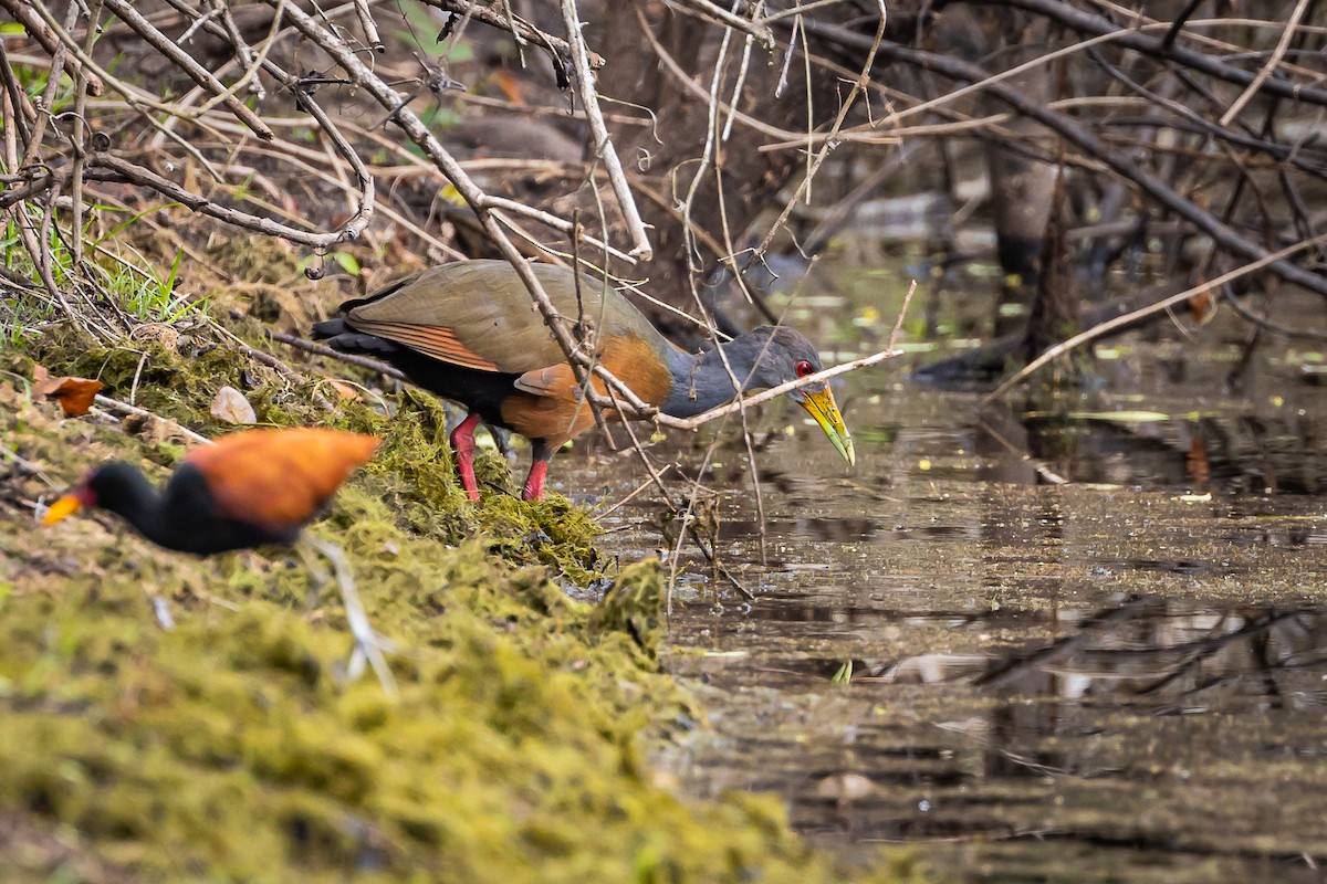 Gray-cowled Wood-Rail - Luis Fillipe  Couto
