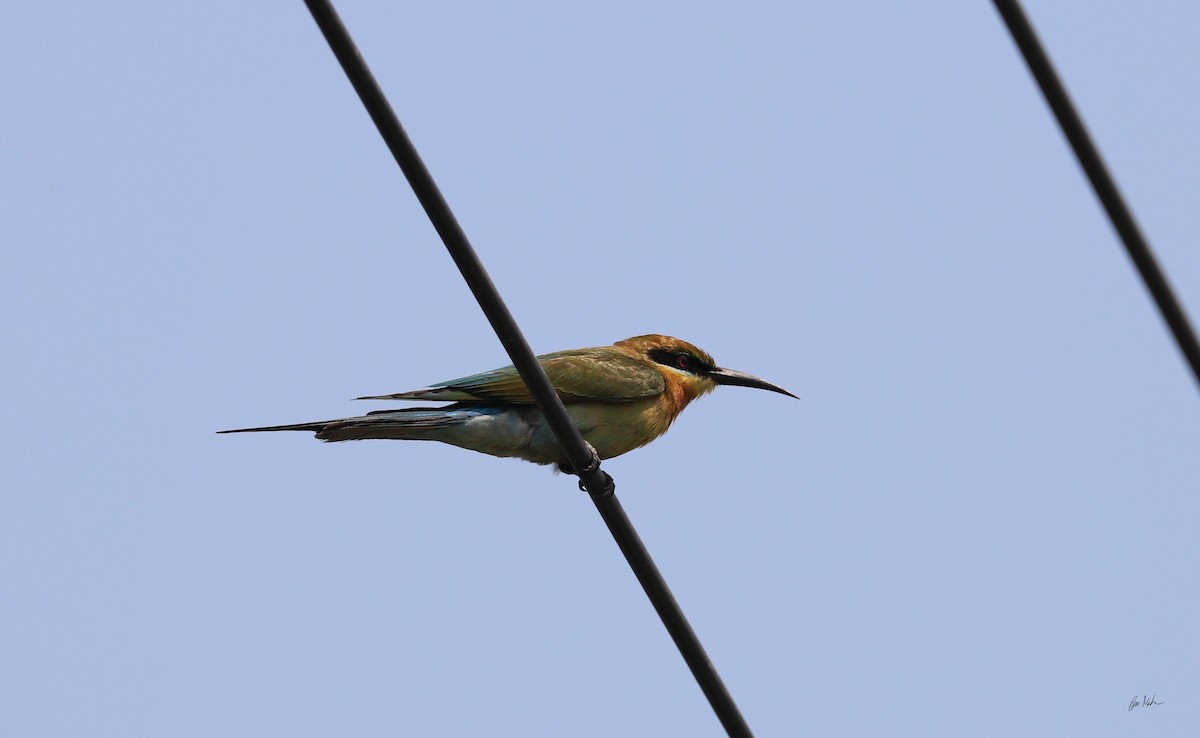Blue-tailed Bee-eater - ML248392311