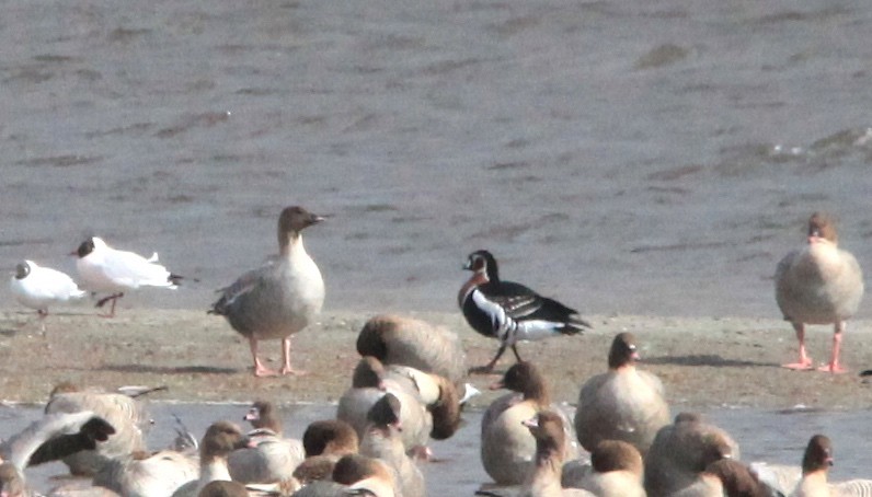 Red-breasted Goose - ML248395161