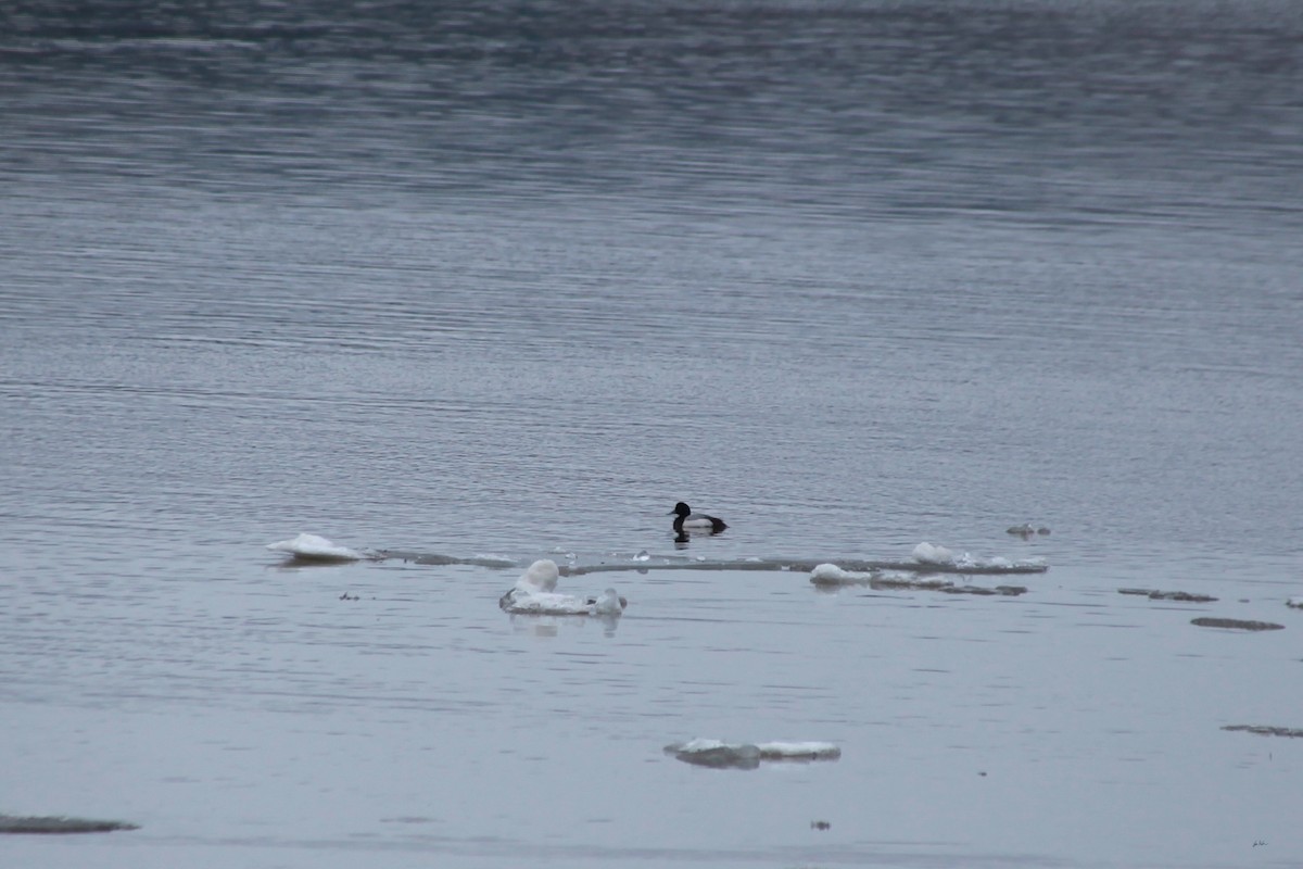 Greater Scaup - ML248395501