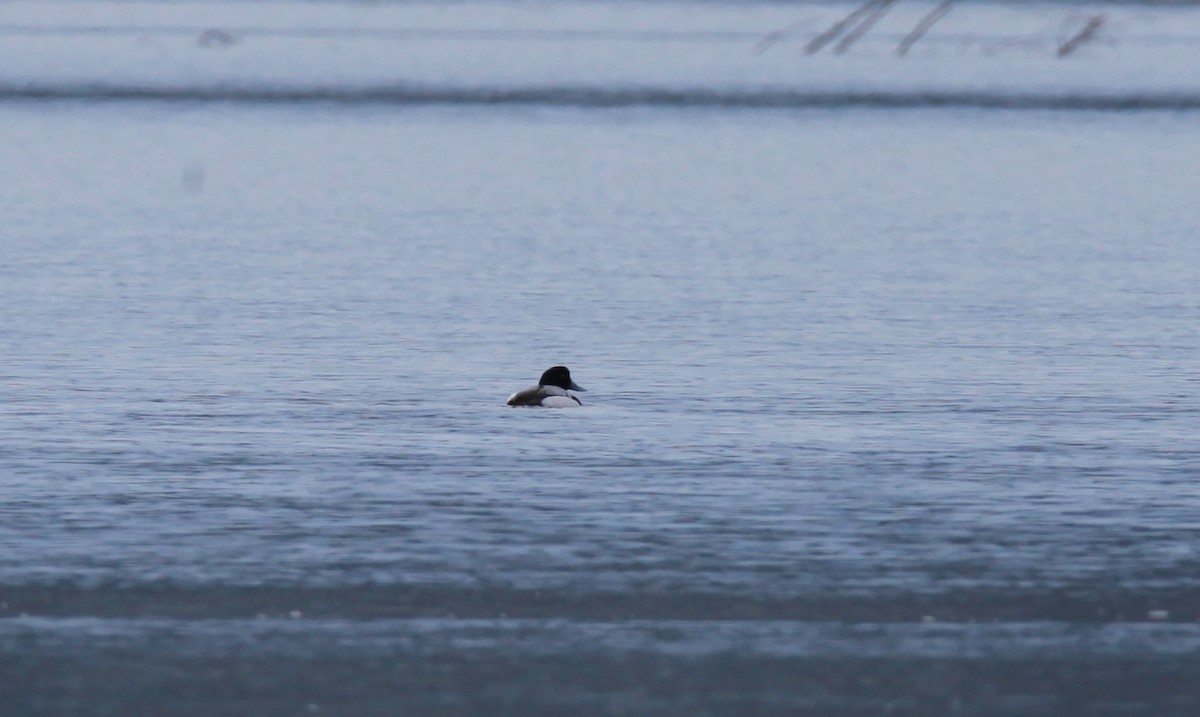 Greater Scaup - ML248395511