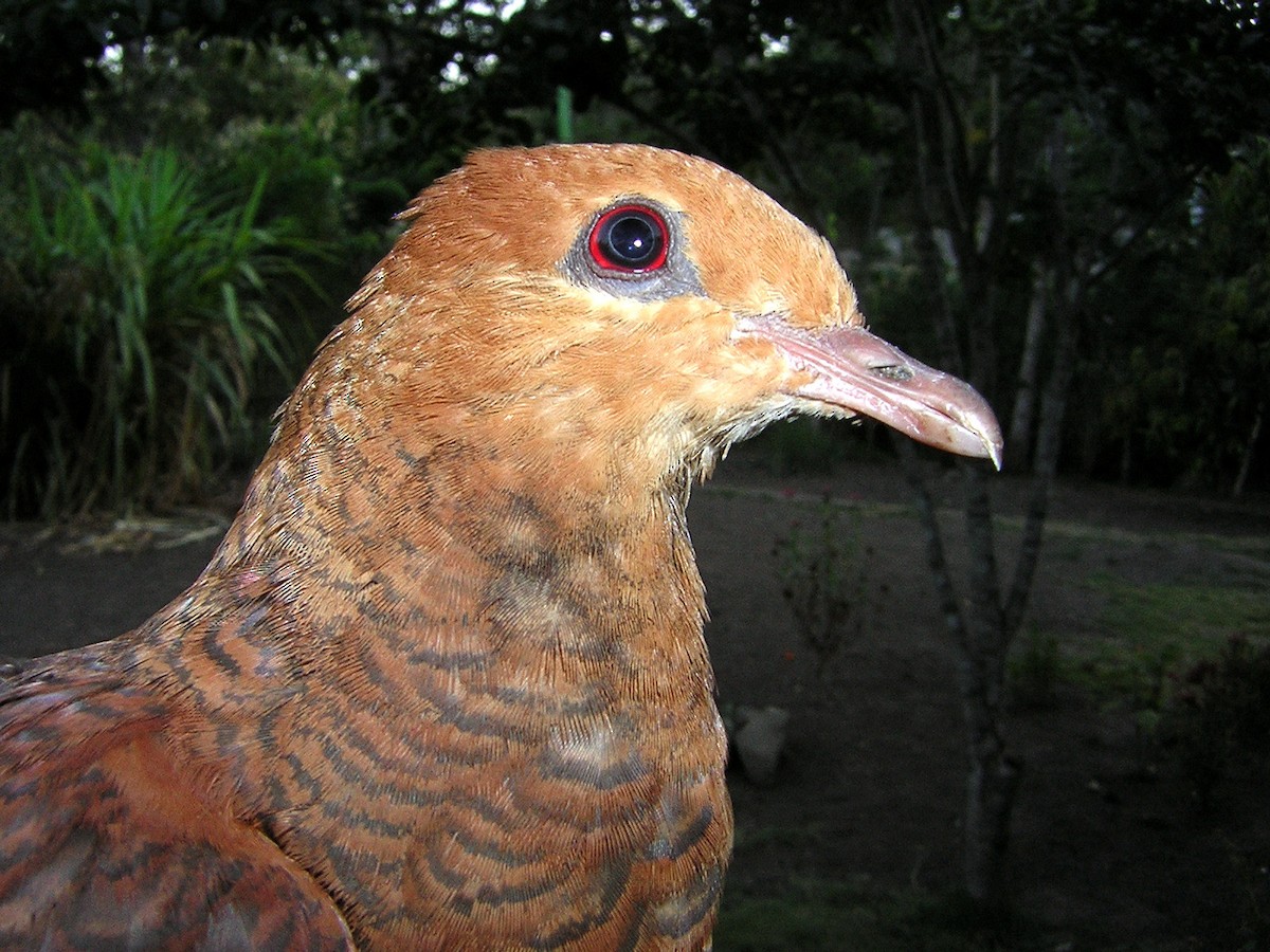 Ruddy Cuckoo-Dove - ML248395701