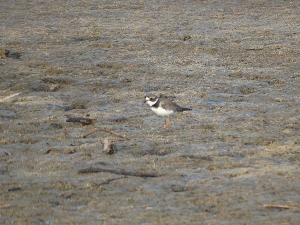 Semipalmated Plover - ML248397221