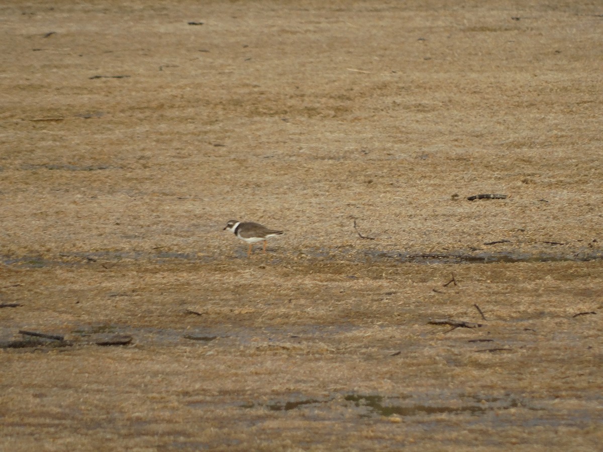 Semipalmated Plover - ML248397231