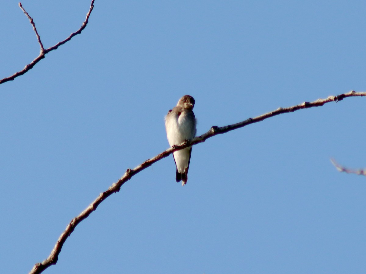 Northern Rough-winged Swallow - Sherry Plessner