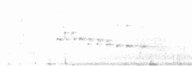 orel bělohlavý - ML248399001