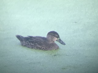 Blue-winged Teal, ML248403951