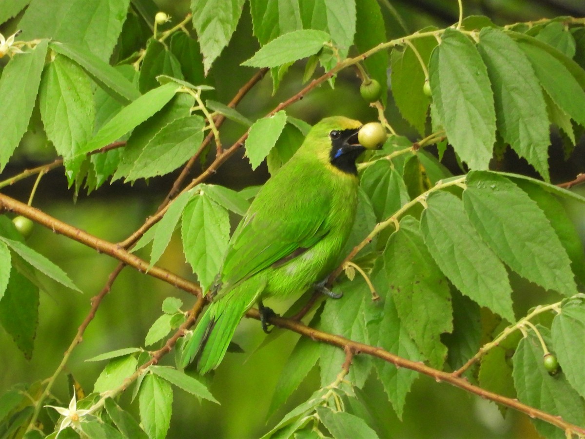 Lesser Green Leafbird - ML248411431