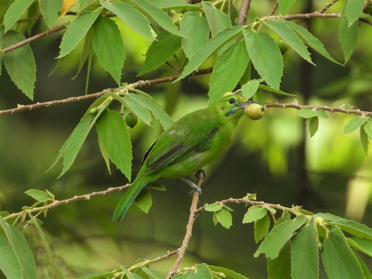 Lesser Green Leafbird - ML248411451