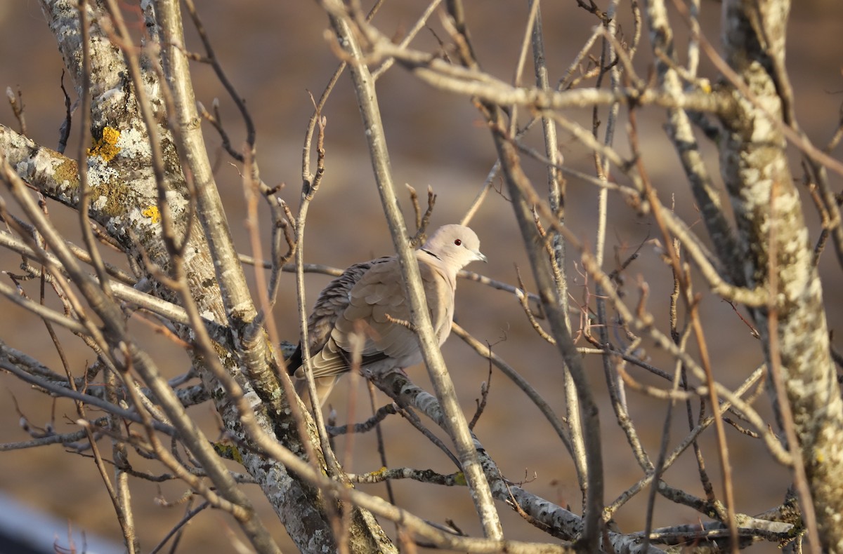 Eurasian Collared-Dove - Are Nakrem