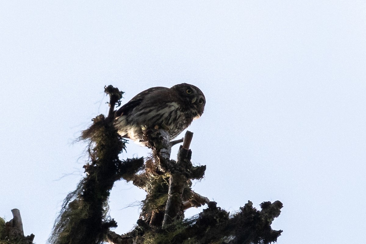 Northern Pygmy-Owl - ML248416651