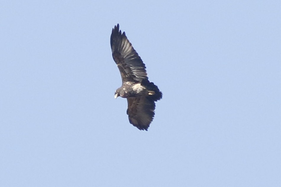 Black-chested Buzzard-Eagle - ML248418111