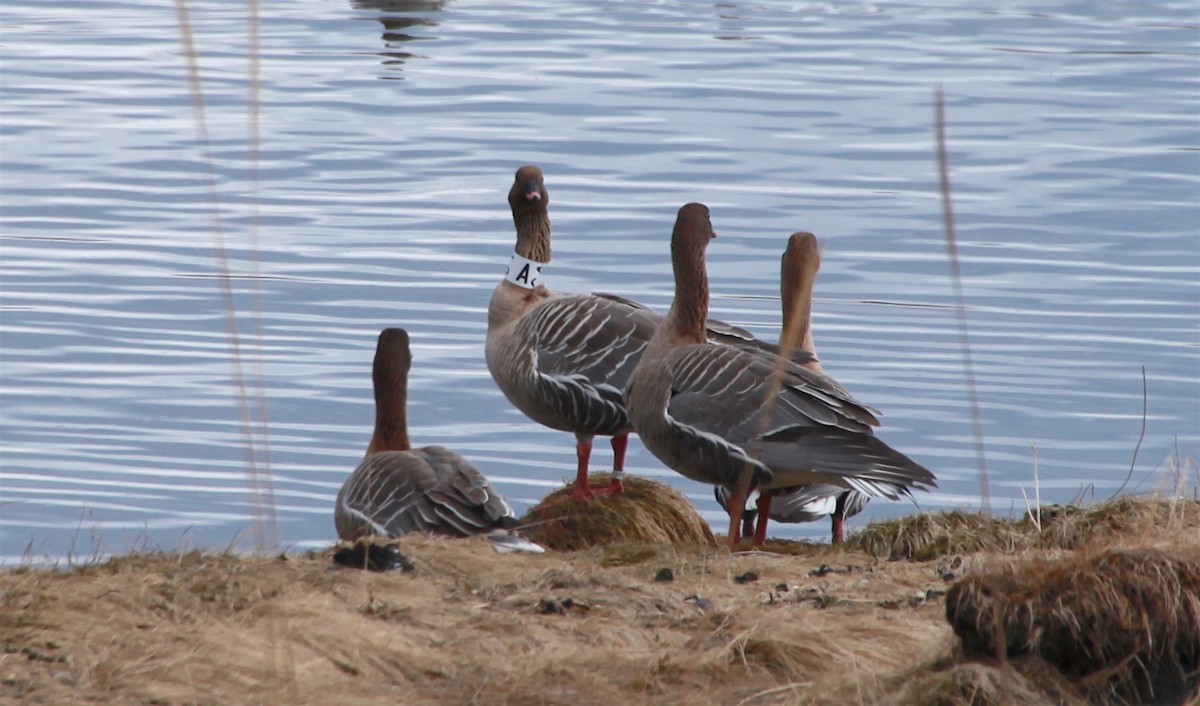 Pink-footed Goose - ML248420101