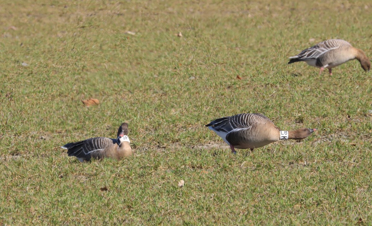 Pink-footed Goose - ML248424811