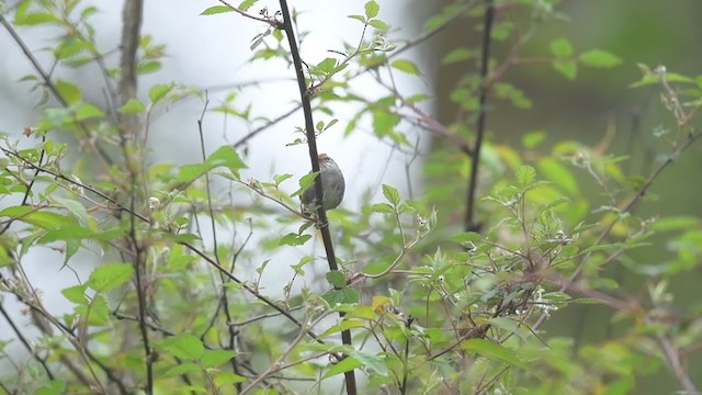 Gray-sided Bush Warbler - ML248426871