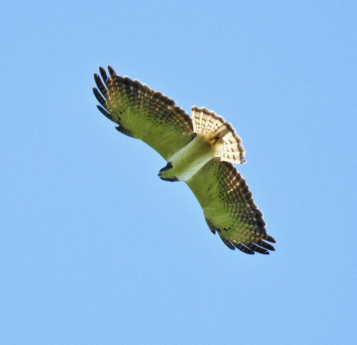 Short-tailed Hawk - alice horst