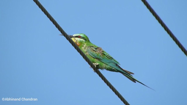 Blue-cheeked Bee-eater - ML248431761