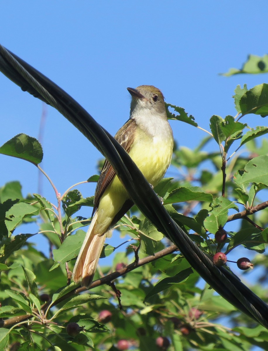 Great Crested Flycatcher - ML248431891