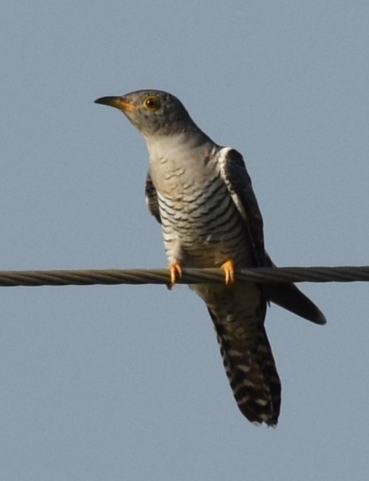 Indian Cuckoo - tanmay mukhopadhyay