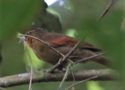 Buff-fronted Foliage-gleaner - Carmelo López Abad