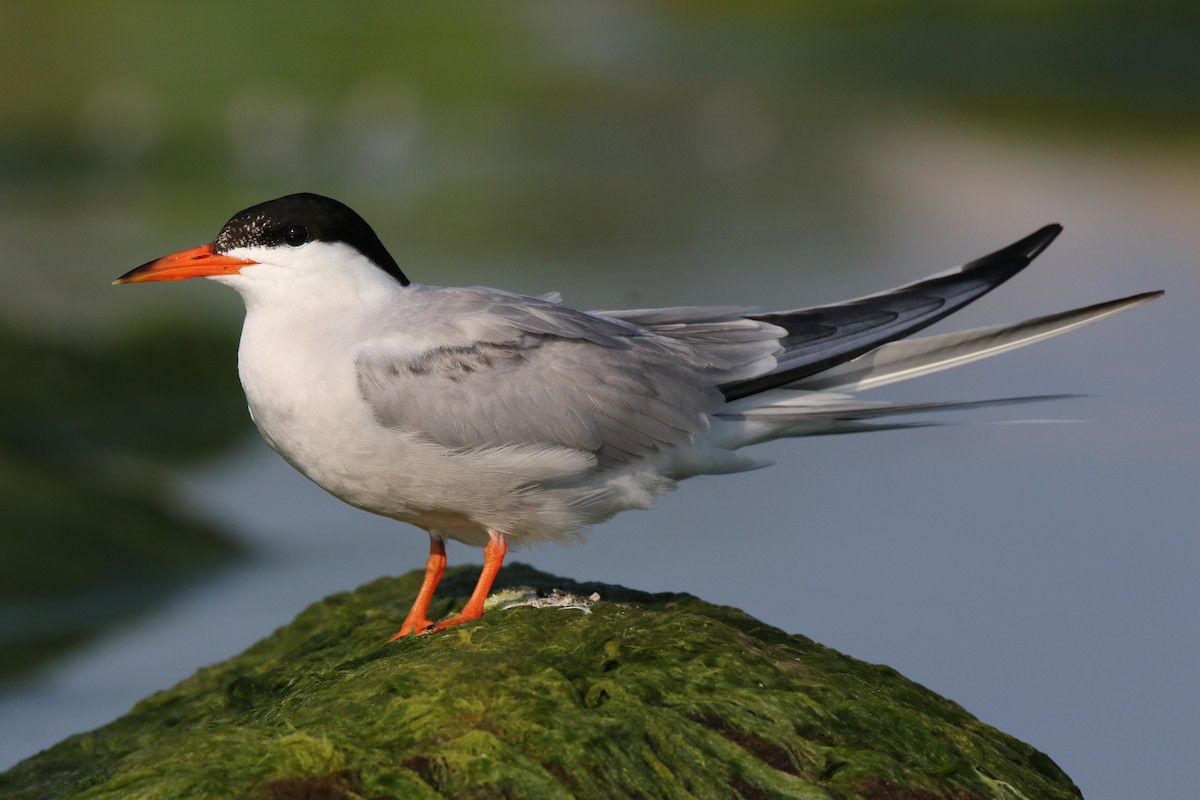 Common Tern - Brad Carlson