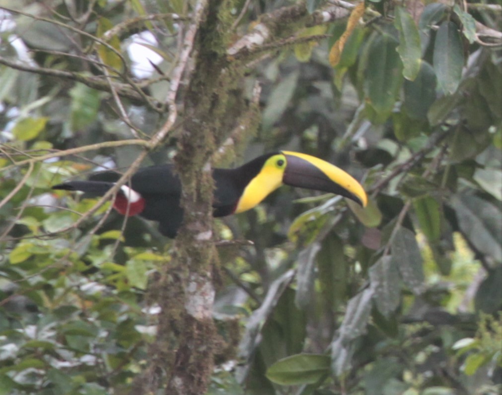 Yellow-throated Toucan (Chestnut-mandibled) - ML248432761