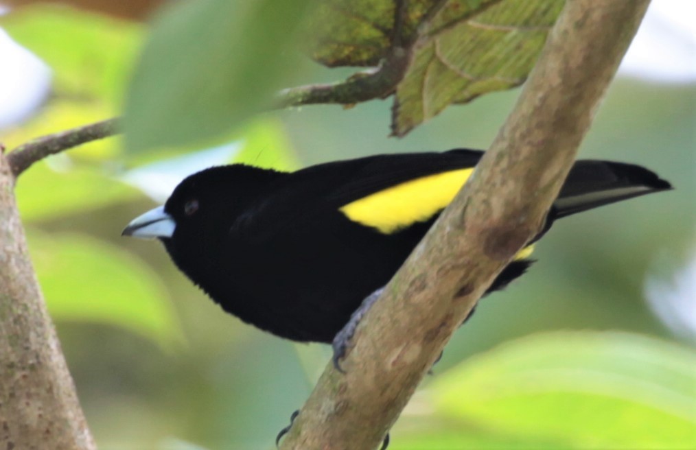 Flame-rumped Tanager (Lemon-rumped) - Carmelo López Abad