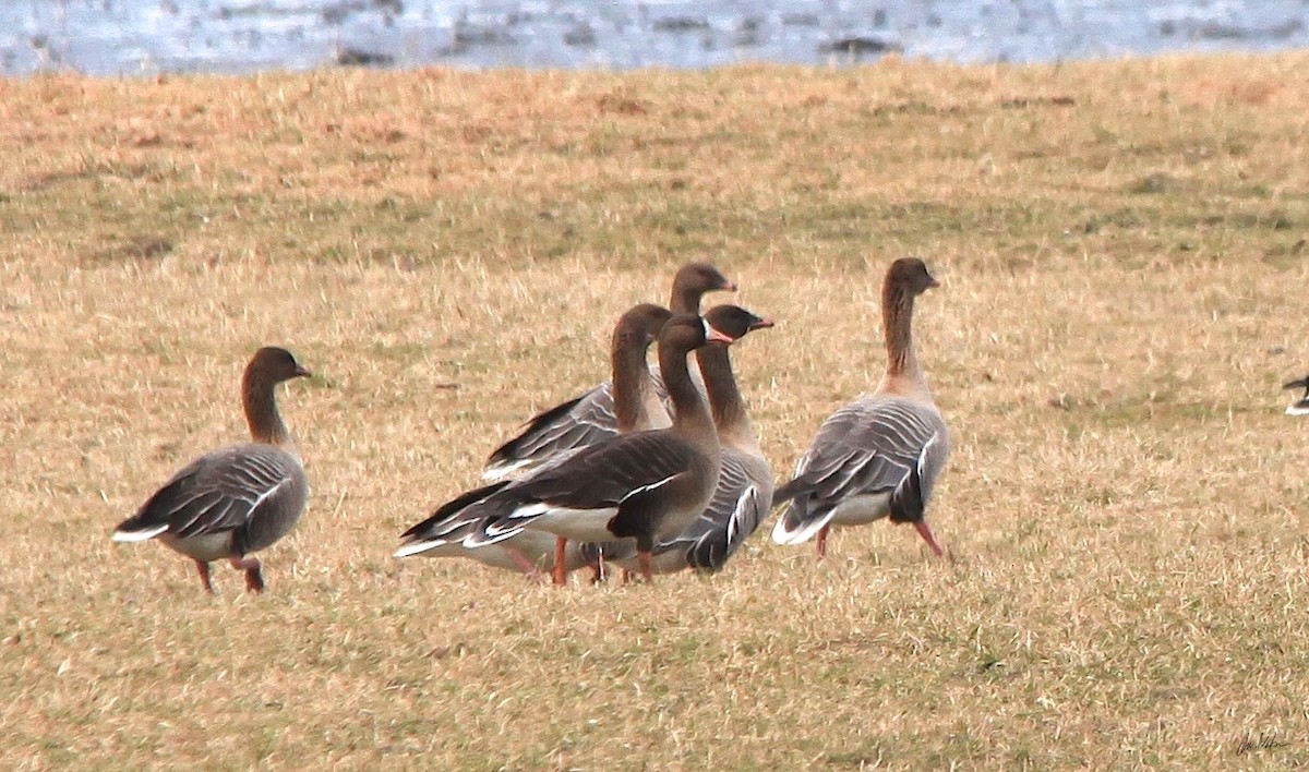 Greater White-fronted Goose (Greenland) - ML248433381