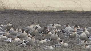 Greater White-fronted Goose (Eurasian), ML248433731