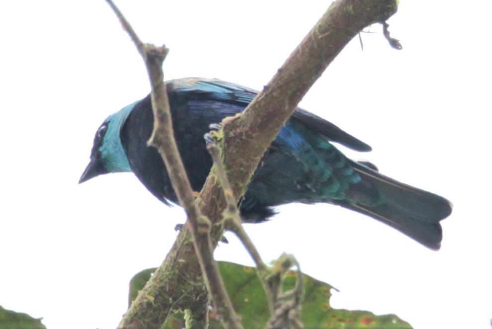 Blue-necked Tanager - Carmelo López Abad