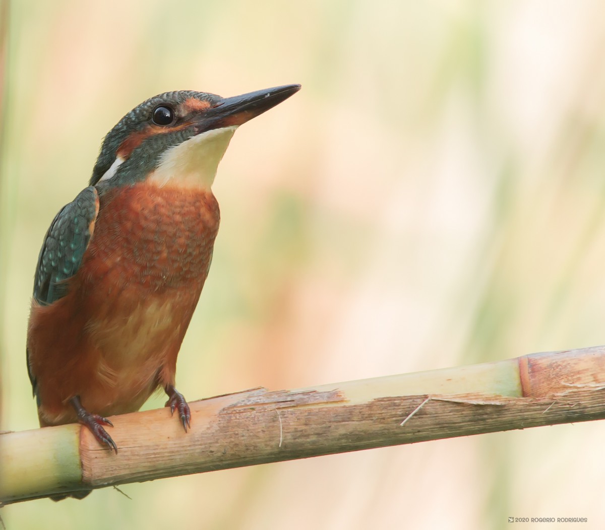 Common Kingfisher - Rogério Rodrigues