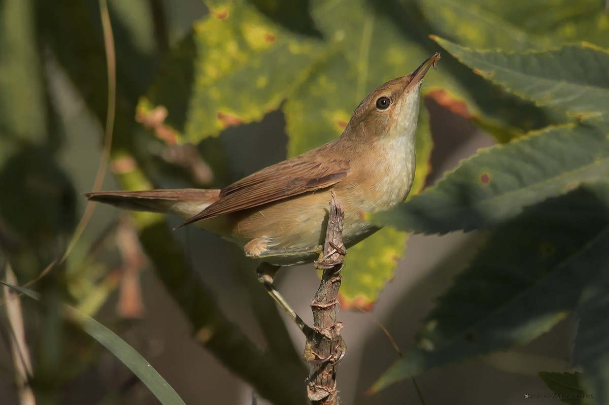 Common Reed Warbler - Rogério Rodrigues