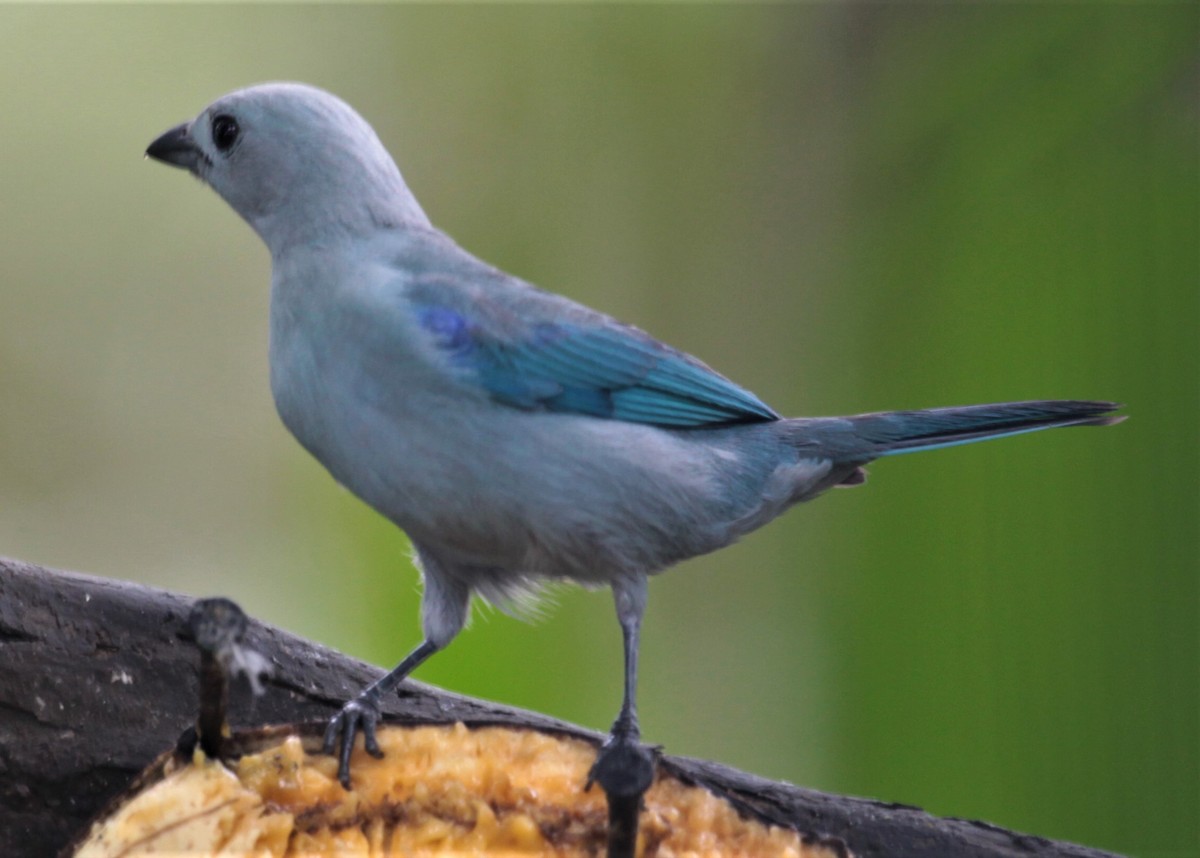 Blue-gray Tanager (Blue-gray) - Carmelo López Abad
