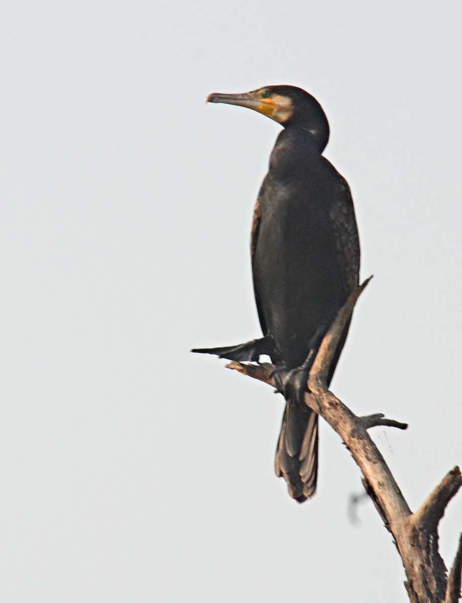 Great Cormorant - Savithri Singh